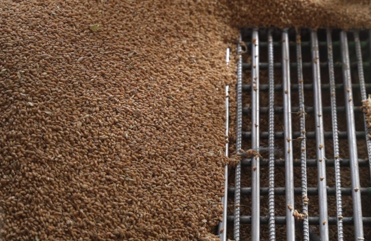 Receiving and Testing - incoming wheat quality inspection